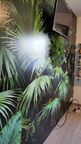 Papier peint jungle dans une chambre d'adolescent à Civrieux en Dombes.